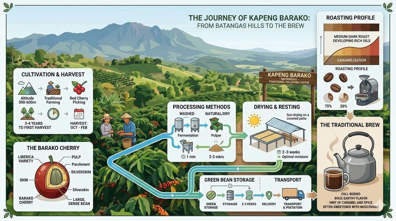 Infographic showing Kapeng Barako origin, Coffea liberica beans, and common preparation methods